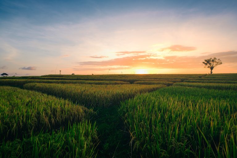 Why Farmland is a Smart Investment in Today’s Real Estate Market